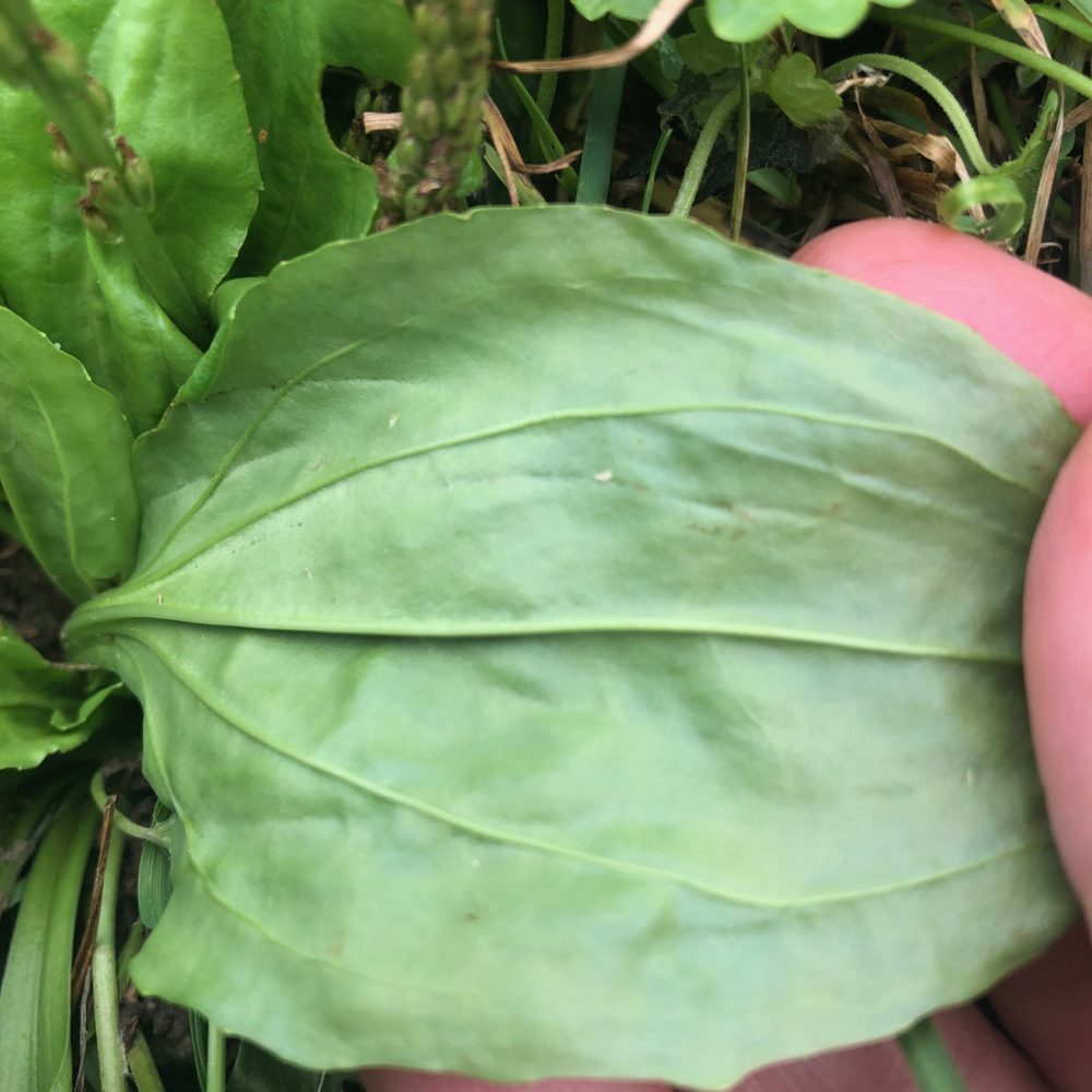 Plantain – The First Aid Plant – Waking Up Holistic